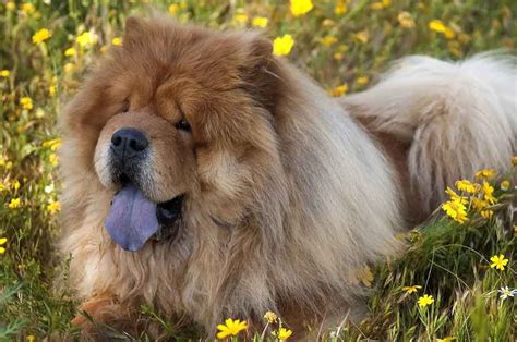 Chow Chow Tongue Why Is It Blue Reasons And Legends Pets Feed