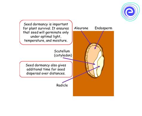 Dormancy What Are The Types Of Dormancy Its Causes