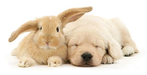 Cute Puppy And Bunny