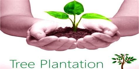 Advantages Of Tree Plantation Assignment Point