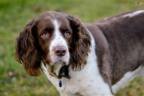 Spaniels are one of the several varieties of gun dog breeds used for flushing out games from dense areas. Is a springer spaniel the right choice of dog for you ...