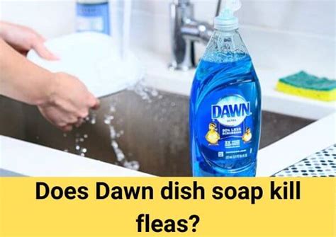 Does Dawn Dish Soap Kill Fleas 2 Option That Work