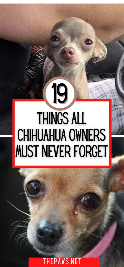 Give Your Chihuahuas The Best In Their Short Life To Help You Do That