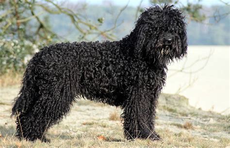 Barbet Dog Breeders Puppies And Breed Information Dogs Australia