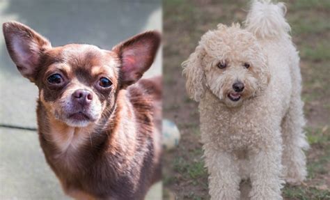 Chi Poo Chihuahua And Toy Or Teacup Poodle The Dogman
