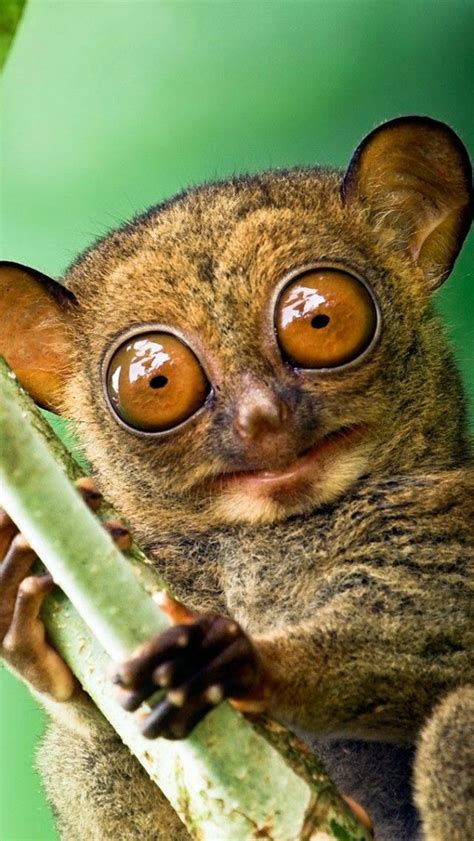 Big eyes in the ocean. 150 best images about Animals- lemurs, tarsias, loris ...