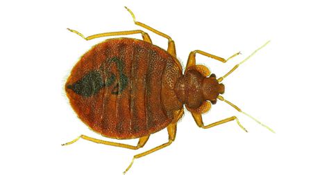 Bed Bugs Have Favorite Colors
