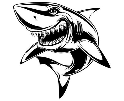 Free Great White Shark Svg Free 93 SVG PNG EPS DXF File