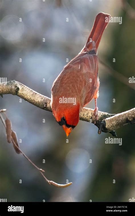 Male Northern Cardinal Stock Photo Alamy