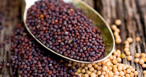 Mustard Seed Health Benefits And Uses A Healthy Addition To Your