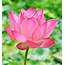 Beautiful Pink Lotus Flower In Blooning — Stock Photo © Krongkrang26 