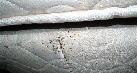 As the bed bug develops, it sheds the skin which looks like the bug. 4 reasons not to ignore signs of bed bugs | Science News ...