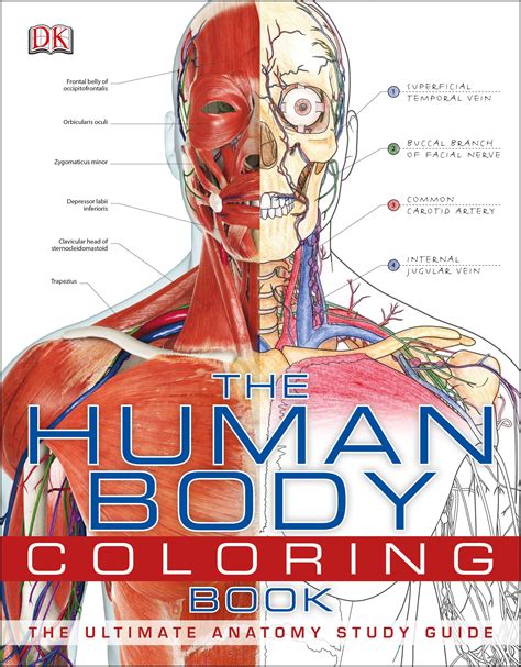 Human Body Coloring Book By Dk Penguin Books New Zealand