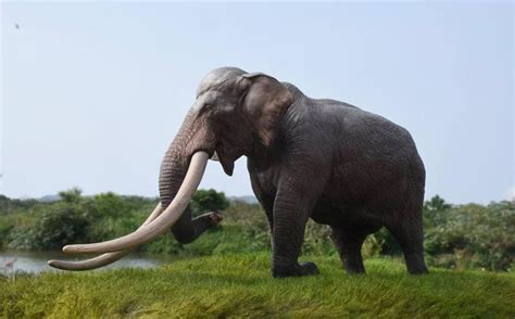 Asian Straight Tusked Elephant Palaeoloxodon Namadicus Palaeoloxodon