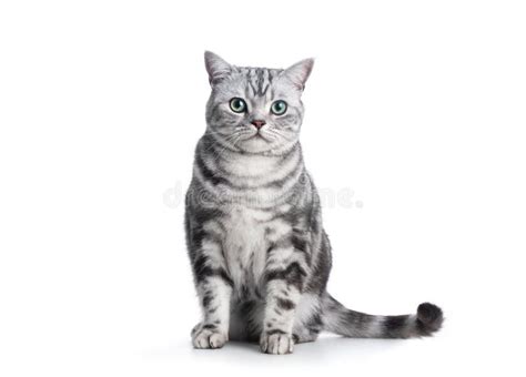 Kitten British Shorthair Silver Tabby Cat Portrait On White Stock Image