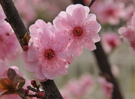Subito a casa e in tutta sicurezza con ebay! Fiori pesco - fiori di piante - Caratteristiche dei fiori ...