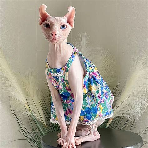 Sphynx Cat In Clothes Lace Blue Skirt For Sphynx Pet Cat Dresses