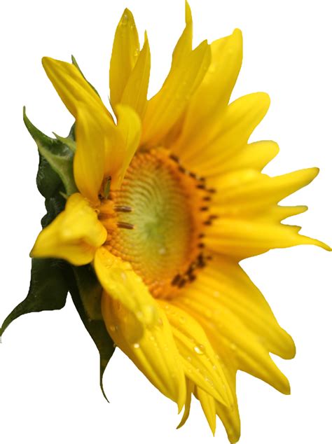 Sunflower Png