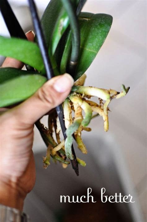 This is a difficult question because if you do have all of the right equipment (lights, humidity. If You Love Somebody | Repotting orchids, Orchids, Orchid ...