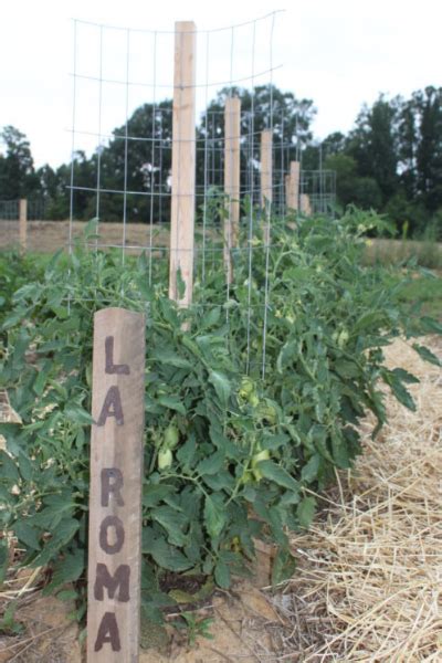 Paras Tapa Panostaa Tomaattikasvit Ikinä Uusi Kierre Diy Paaluihin