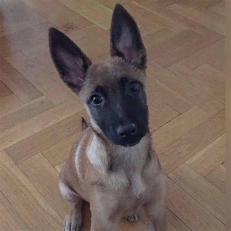 Hi everyone, this is hercules, my 4 month belgian malinois doing some training in obedience, blind search and protection. Kira (3 months old Belgian Shepherd Malinois) says HI to ...