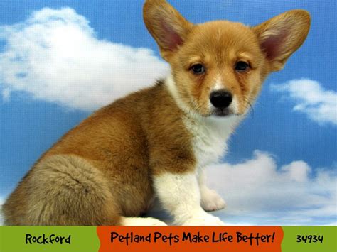 Available puppies at windy acres puppy adoptions. Pembroke Welsh Corgi-DOG-Male-Red / White-2957067-Petland Pets & Puppies Chicago Illinois