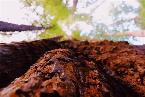 Sequoia Bark At Sequoia National Park Photograph By Quinn Williams Pixels