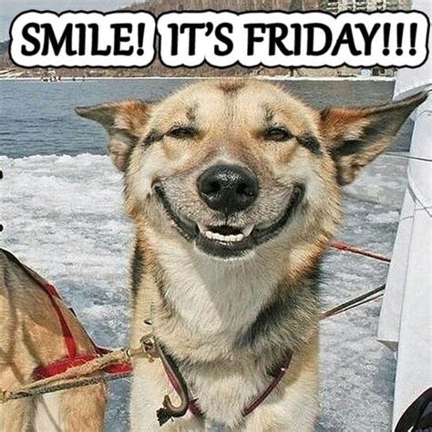 Wigglewoofs Fridayfeeling 💖🐶 Cute Dogsofinsta 💖🐶 Happy Friday Humour