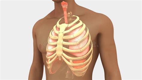 Abdominal muscles help you breathe out when you are breathing fast, such. Lungs and Rib Cage stock illustration. Illustration of ...