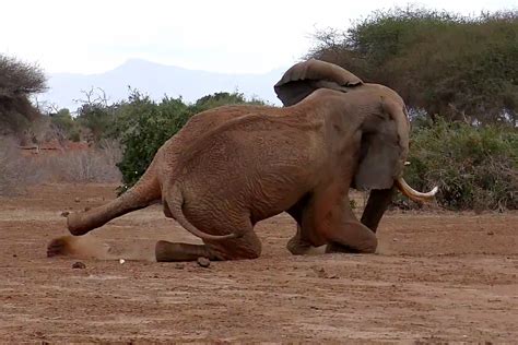 Watch the moment an African elephant is treated for a gruesome spear injury - inflicted by ...