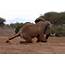 Watch The Moment An African Elephant Is Treated For A Gruesome Spear 