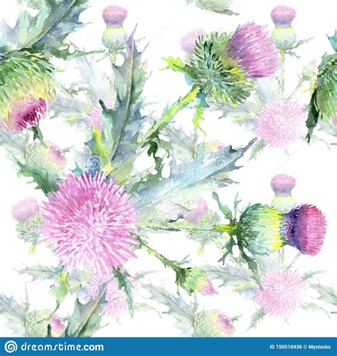 Pink Thistle Floral Botanical Flowers Watercolor Background