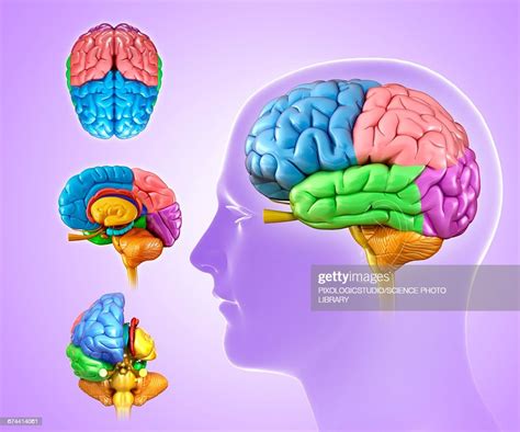 Human Brain Anatomy Illustration High Res Vector Graphic Getty Images