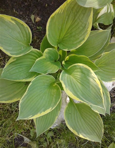 Hosta Frances Williams Hosta Plantain Lily Etsy