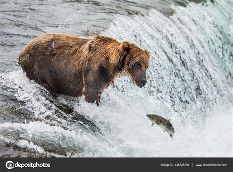 Brown Bear Catching Salmon — Stock Photo © Gudkovandrey 135536294
