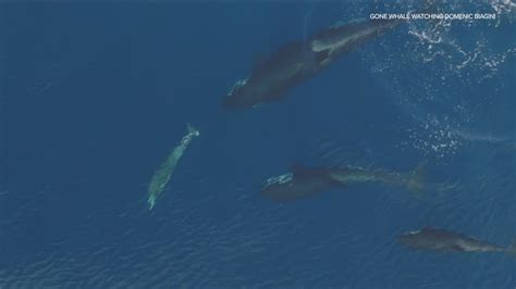 Caught On Camera Killer Whales Off The San Diego Coast
