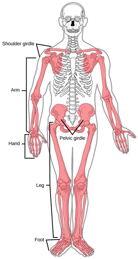 Human Endoskeleton