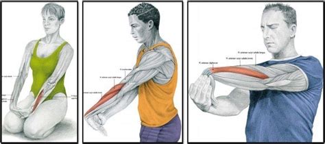 Как правильно растягивать мышцы Упражнения Растяжки Анатомия йоги