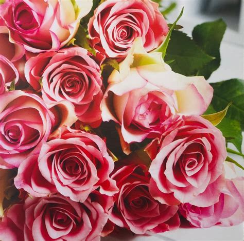 Pink Rose Greetings Card Buy Online Or Call 01778 421171