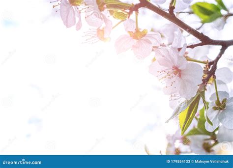 Spring Blossom May Flowers And April Floral Nature Background Stock