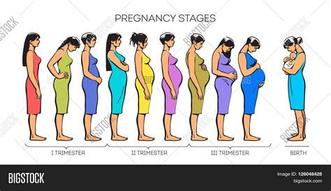 Stages Pregnancy Image Stages Image And Photo Bigstock