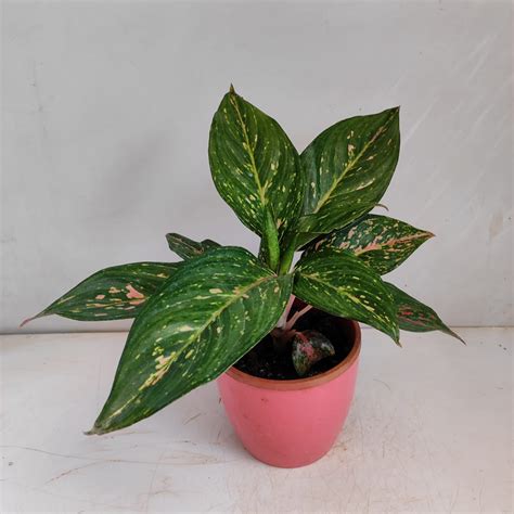 Aglaonema Emerald Holiday Nurserybuy