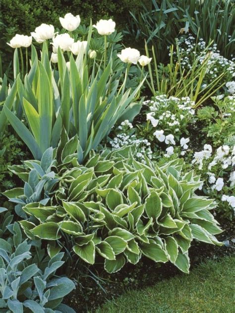 Green And White Garden Ideas 210 In 2020 Plants Shade Plants Shade