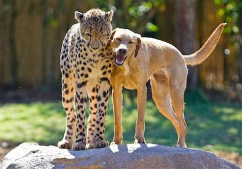 Cheetah And Puppy Pair Celebrate Anniversary At Busch Gardens Animals