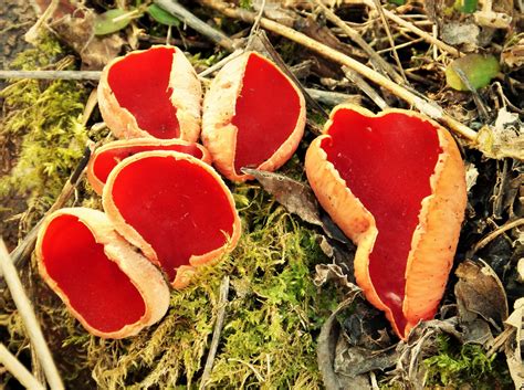 Missouri Mushrooms Trails For Two