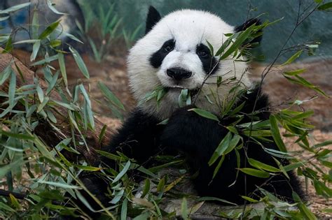 Zoo Atlanta Aktuell Für 2022 Lohnt Es Sich Mit Fotos