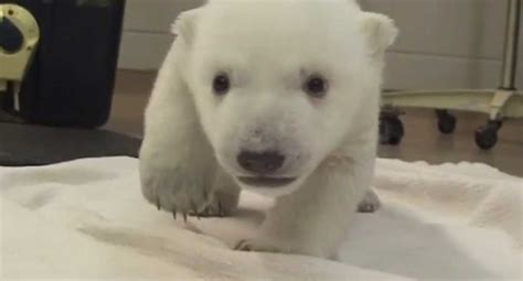 Oso Polar Del Zoológico De Toronto Da Sus Primeros Pasos
