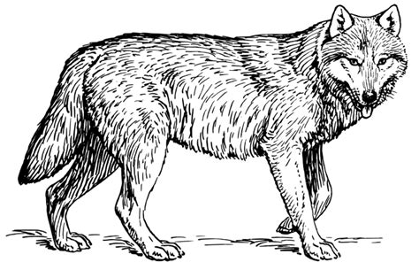 Sélection De Coloriage Loup à Imprimer Sur Page 1