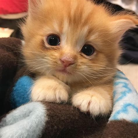 A Kitten Is Sitting On Top Of A Blanket And Looking At The Camera With