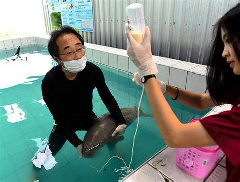 Toba Aquarium Expert Helps Thai Staff Raise Orphan Baby Dugongs The